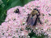 Pair of Pollinators